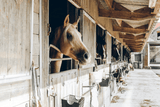 10 gadżetów przydatnych w stajni - Equishop