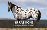 15 ras koni, które powinieneś znać - Equishop