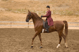American Saddlebred - amerykańska chluba narodowa - Equishop