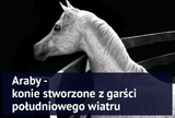 Araby - konie stworzone z garści południowego wiatru - Equishop
