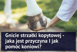 Gnicie strzałki kopytowej. Jaka jest przyczyna i jak pomóc koniowi? - Equishop
