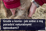 Gruda u konia - jak sobie z nią poradzić naturalnymi sposobami? - Equishop