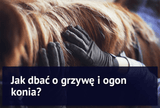 Jak dbać o grzywę i ogon konia? - Equishop