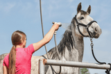 Jak kąpać konia? 5 mitów o końskich szamponach - Equishop