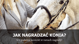 Jak nagradzać konia? - Equishop