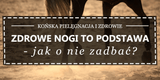 Jak pielęgnować konia? Zdrowe nogi to podstawa - Equishop