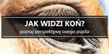Jak widzi koń? - Equishop