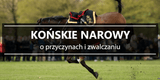 Jak zwalczyć narowy? - Equishop