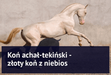 Koń achał-tekiński - złoty koń z niebios - Equishop