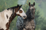 Koń appaloosa - rasa wyhodowana przez Indian - Equishop