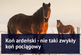 Koń ardeński - nie taki zwykły koń pociągowy - Equishop