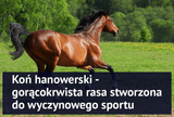 Koń hanowerski - gorącokrwista rasa stworzona do wyczynowego sportu - Equishop