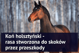 Koń holsztyński - rasa stworzona do skoków przez przeszkody - Equishop