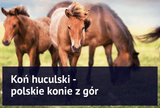 Koń huculski - polskie konie z gór - Equishop
