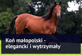 Koń małopolski - elegancki i wytrzymały - Equishop