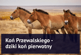Koń Przewalskiego - dziki koń pierwotny - Equishop