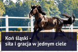 Koń śląski - siła i gracja w jednym ciele - Equishop