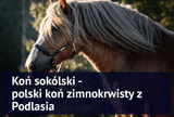 Koń sokólski - polski koń zimnokrwisty z Podlasia - Equishop