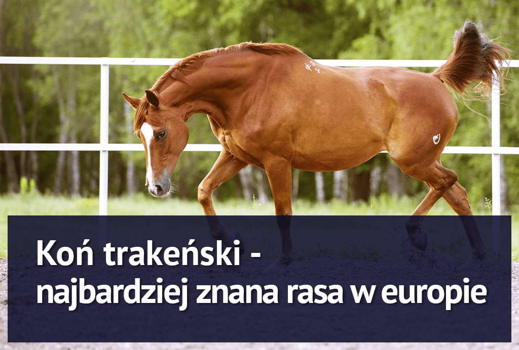 Koń trakeński - najbardziej znana rasa w Europie