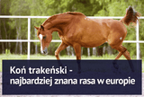 Koń trakeński - najbardziej znana rasa w Europie - Equishop