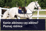 Konie albinosy czy albino? Poznaj różnice - Equishop