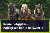 Konie belgijskie - najcięższe konie na świecie - Equishop