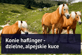Konie Haflinger - dzielne, alpejskie kuce - Equishop