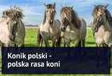 Konik polski - polska rasa koni - Equishop
