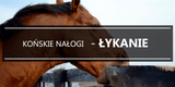 Łykanie - końskie nałogi - Equishop