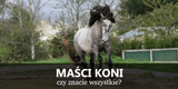 Maści koni, umaszczenie koni - Equishop