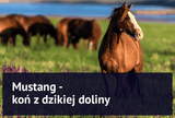 Mustang: koń z dzikiej doliny - Equishop