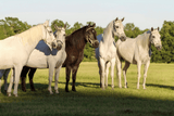 Paso Fino i Paso Peruano - hiszpańskie konie Ameryki Południowej - Equishop