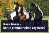 Rasa tinker - konie zimnokrwiste czy kuce? - Equishop