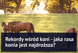 Rekordy wśród koni -  jaka rasa konia jest najdroższa? Rekordy aukcji koni - Equishop