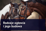 Rodzaje ogłowia i jego budowa - Equishop