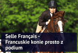 Selle Français - francuskie konie prosto z podium - Equishop