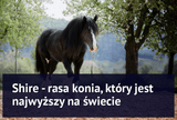 Shire - rasa konia, który jest najwyższy na świecie - Equishop