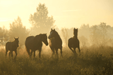 Western w Polsce — na czym polega ten styl jazdy i jakie dyscypliny wyróżniamy? - Equishop