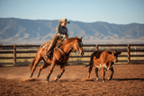 Western w sklepie jeździeckim Equishop! - westernowe akcesoria jeździeckie - Equishop