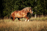 Wrzody u konia - leczenie i objawy choroby wrzodowej - Equishop