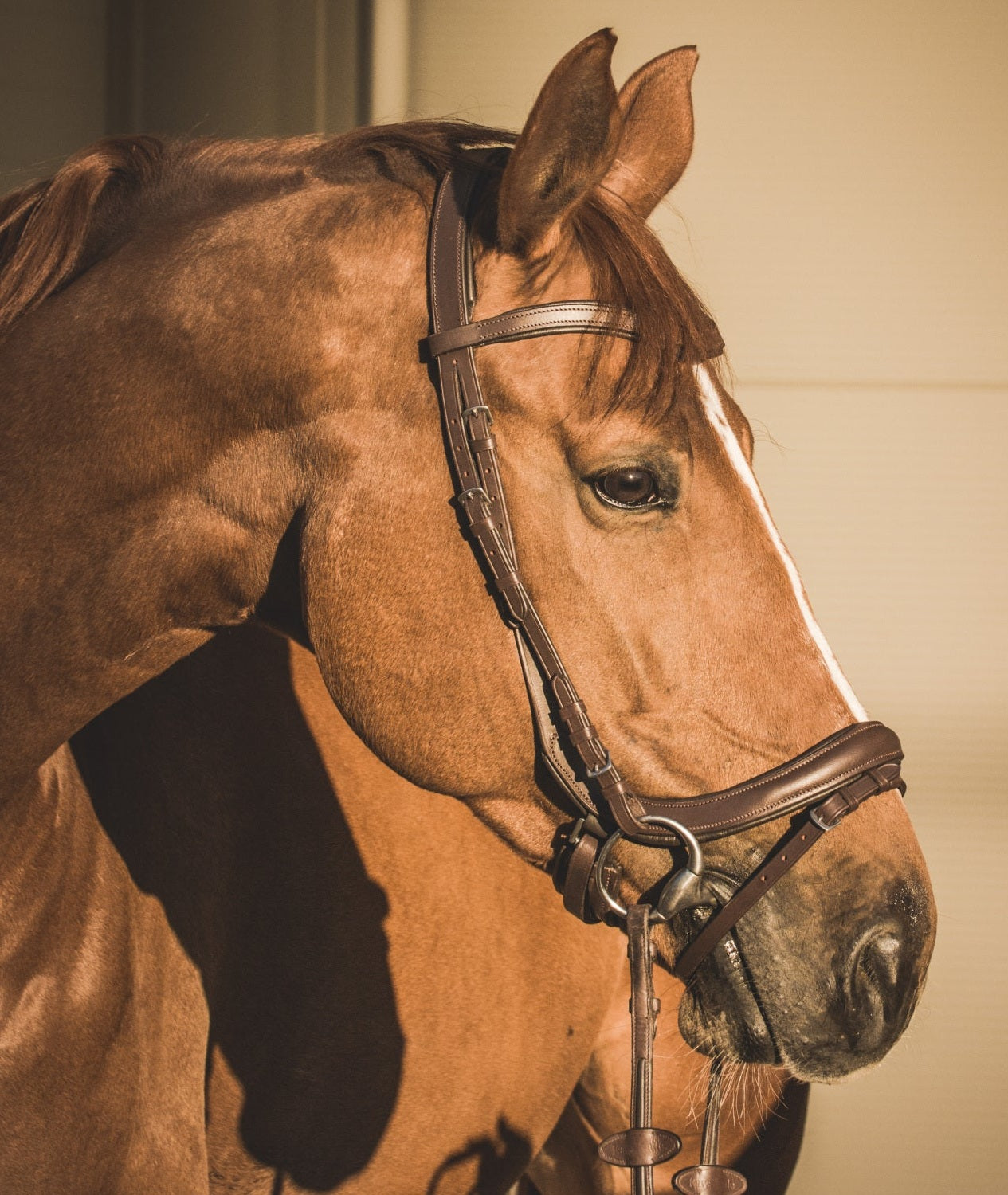 EQUISHOP TEAM OGŁOWIE ANATOMICZNE DLA KONIA