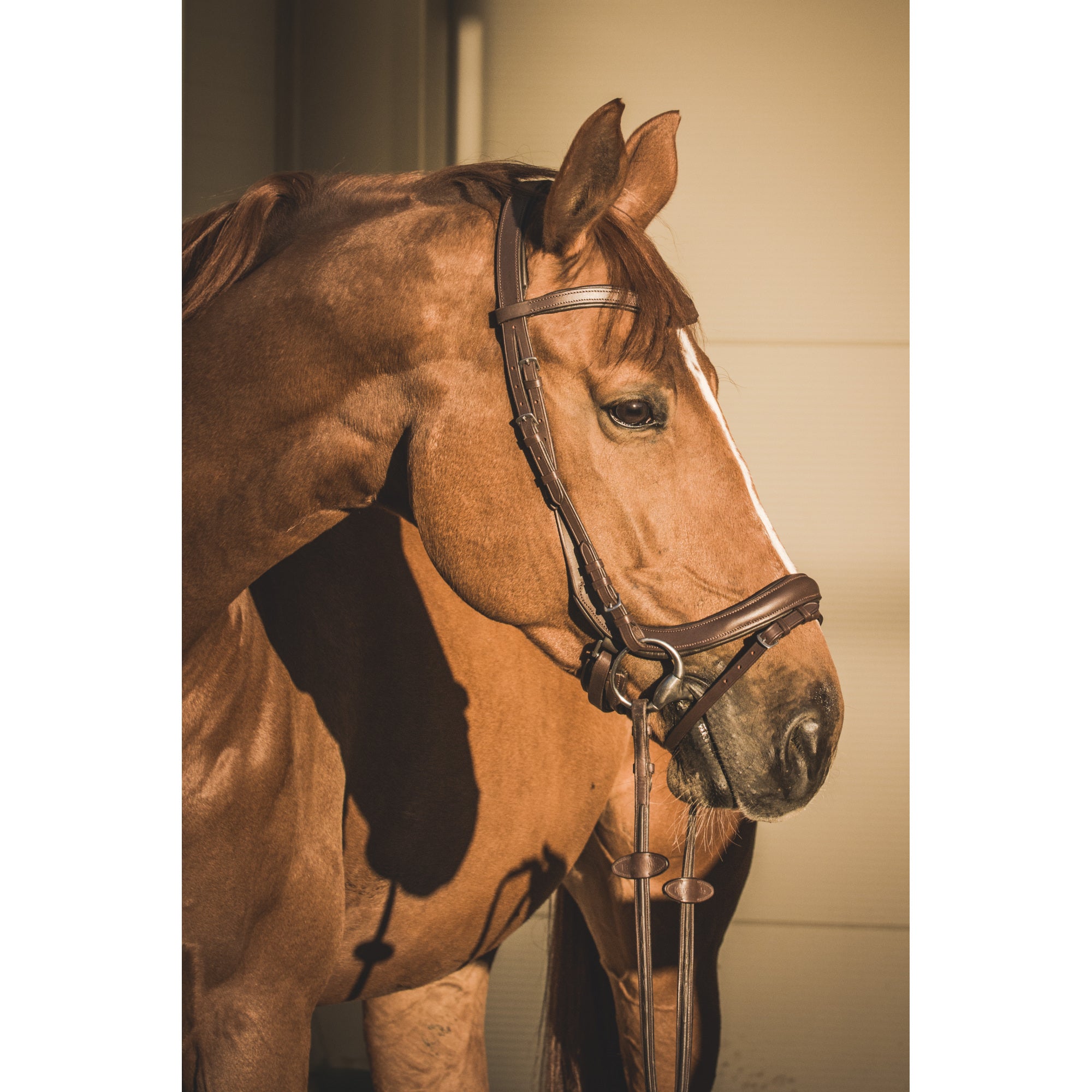 EQUISHOP TEAM OGŁOWIE ANATOMICZNE DLA KONIA