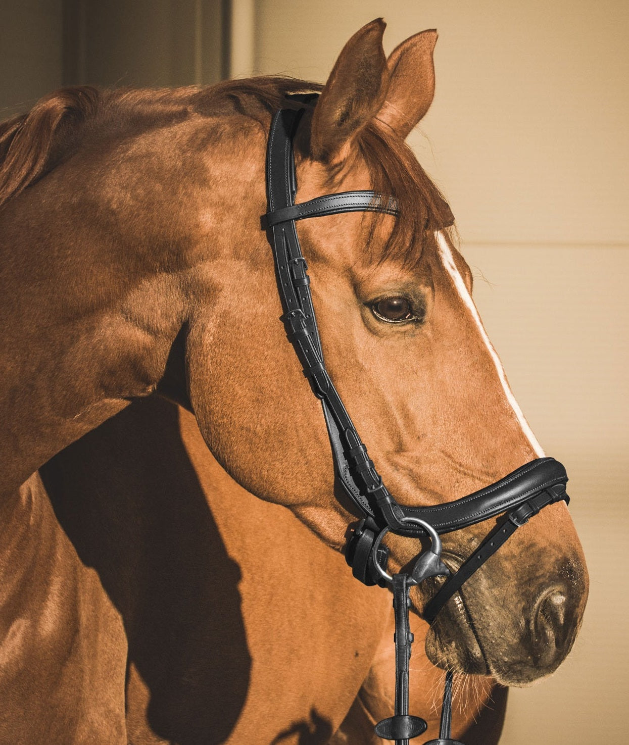 EQUISHOP TEAM OGŁOWIE ANATOMICZNE DLA KONIA