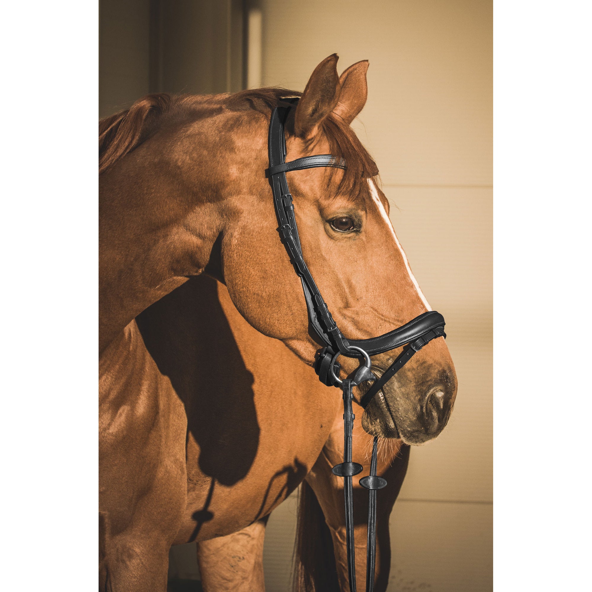 EQUISHOP TEAM OGŁOWIE ANATOMICZNE DLA KONIA