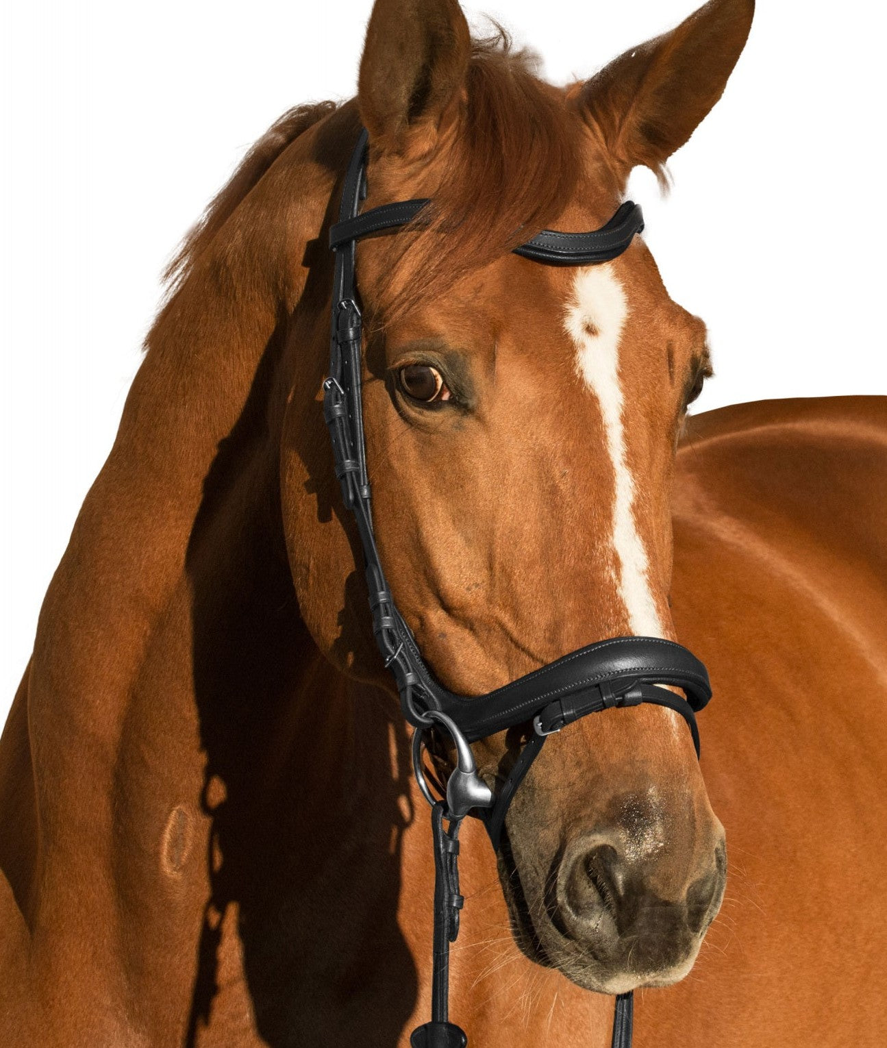 EQUISHOP TEAM OGŁOWIE ANATOMICZNE DLA KONIA