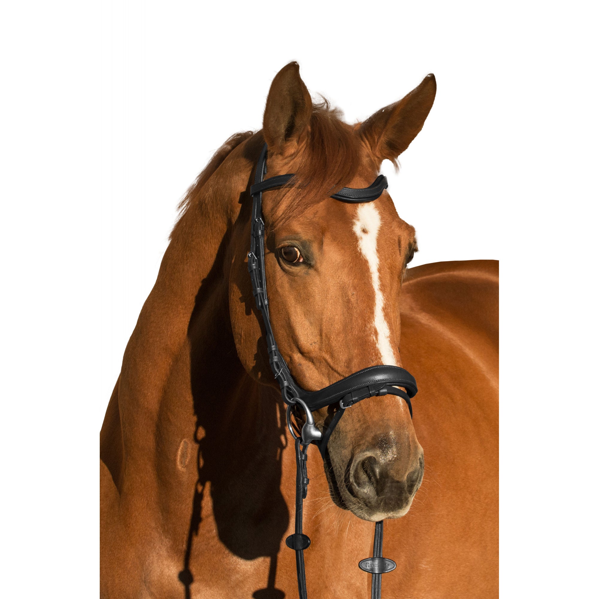 EQUISHOP TEAM OGŁOWIE ANATOMICZNE DLA KONIA