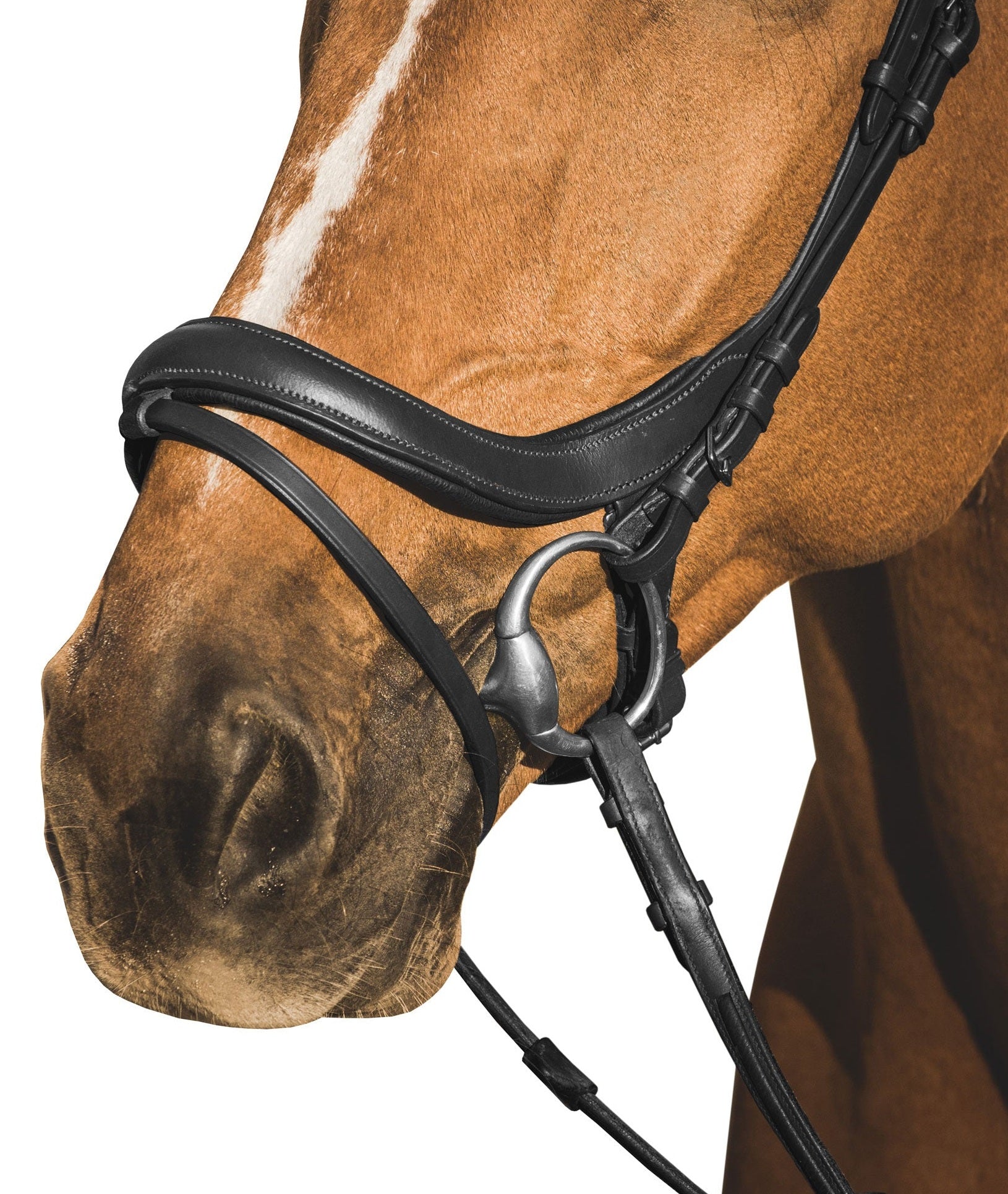 EQUISHOP TEAM OGŁOWIE ANATOMICZNE DLA KONIA