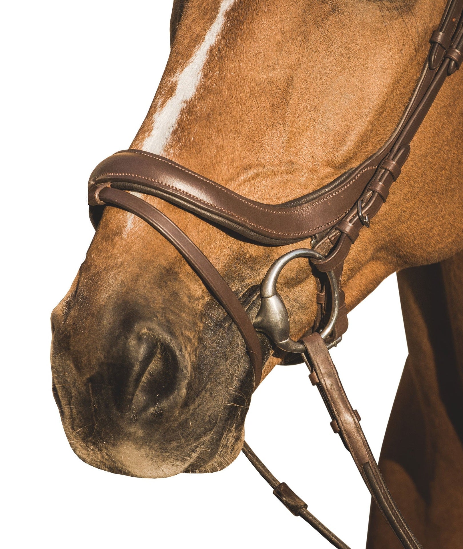 EQUISHOP TEAM OGŁOWIE ANATOMICZNE DLA KONIA