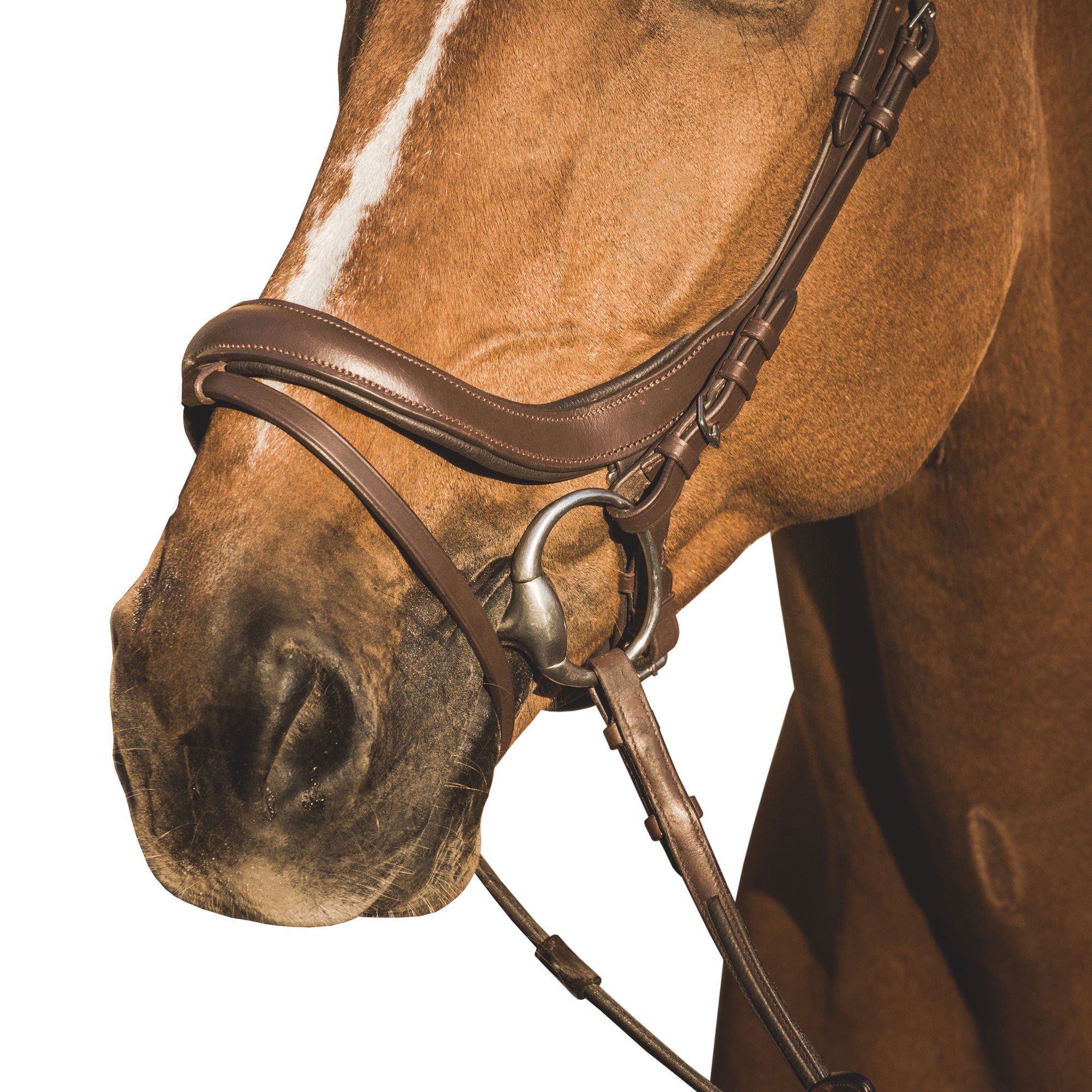 EQUISHOP TEAM OGŁOWIE ANATOMICZNE DLA KONIA