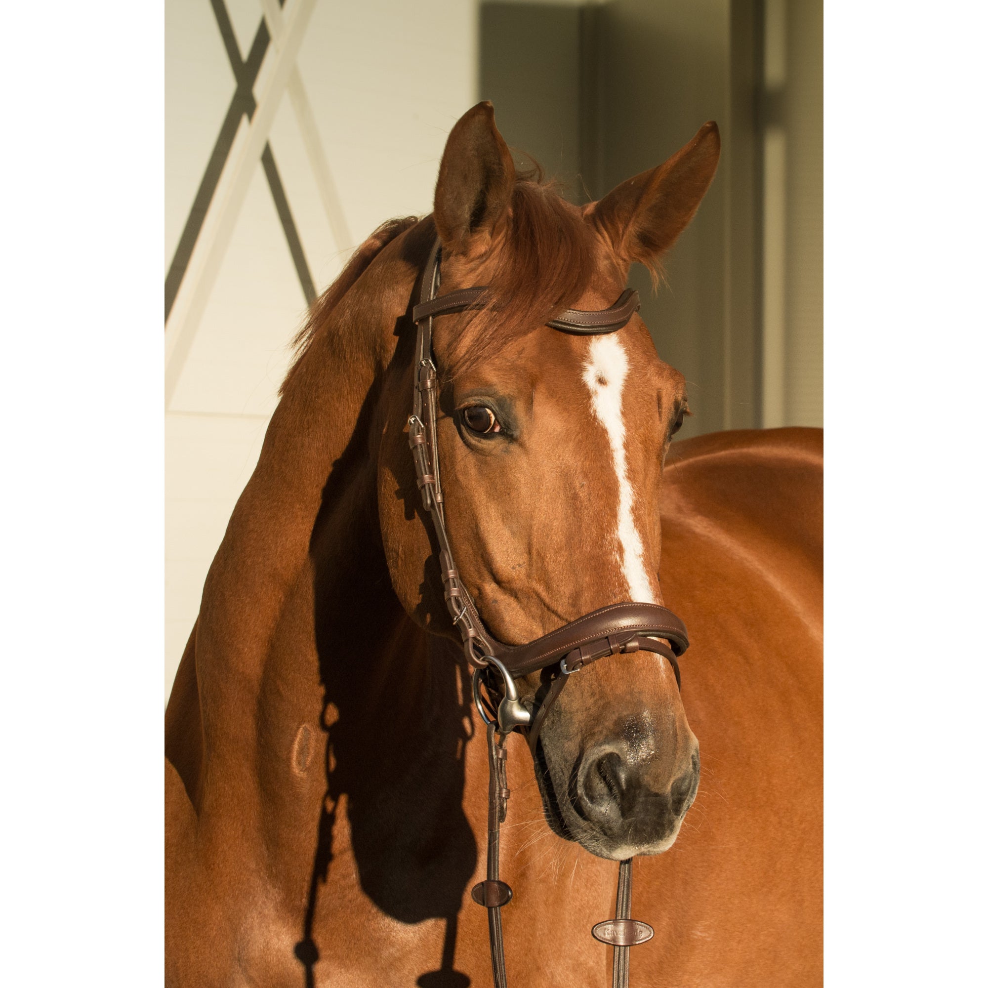 EQUISHOP TEAM OGŁOWIE ANATOMICZNE DLA KONIA